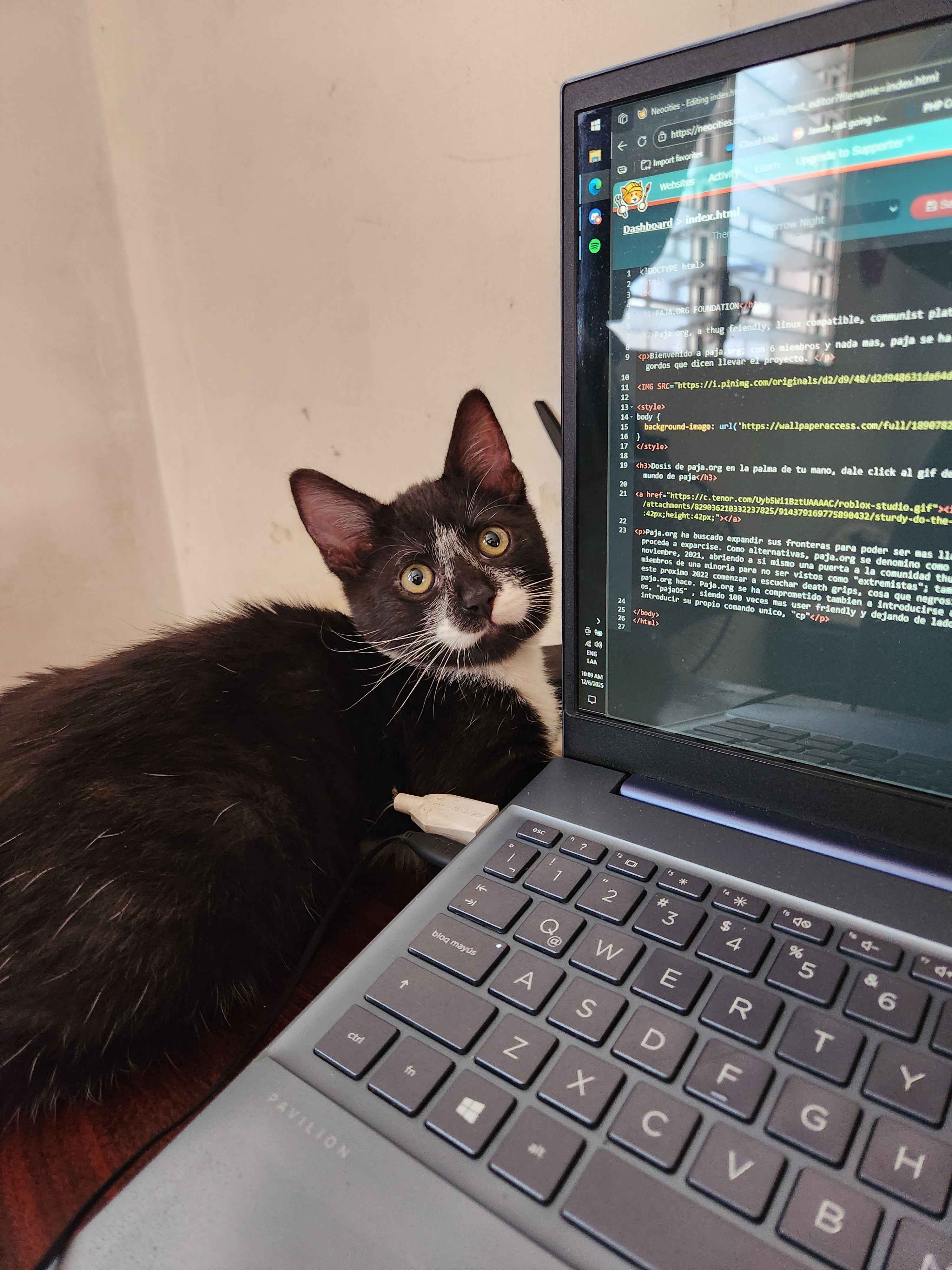 Foto del gato paja.org